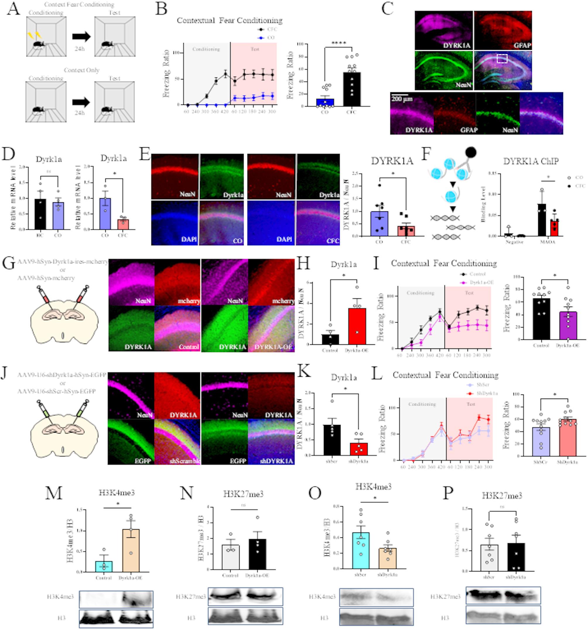 DYRK1A modulates fear memory formation via epigenetic modification.