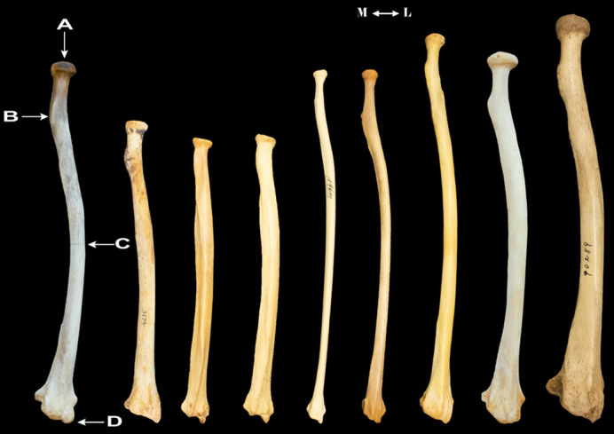 Elliptical Fourier analysis of hominoid radius shape: implications for Ardipithecus ramidus.