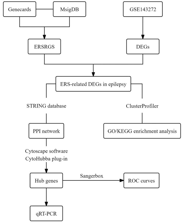 Screening, Analysis, and Validation of Endoplasmic Reticulum Stress-Related DEGs in Epilepsy.