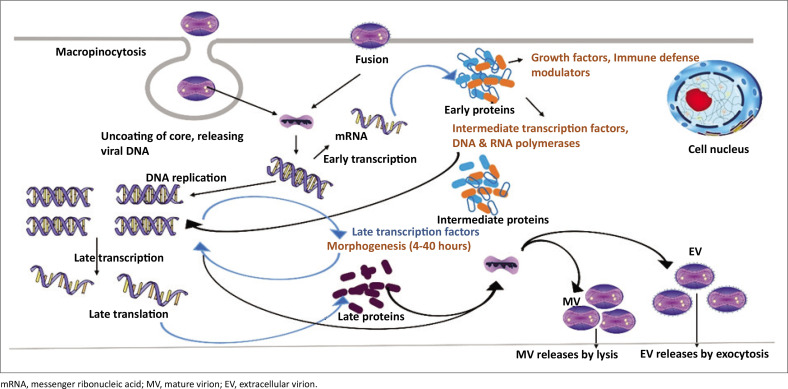 Mpox: An emerging or re-emerging infection with a potential colossal burden on healthcare globally.