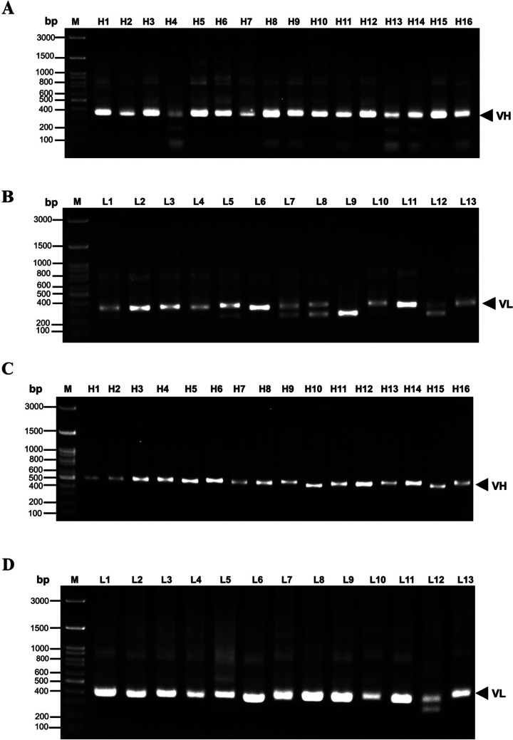 Construction, expression, and characterization of scFv fragment against Fasciola gigantica cathepsin L1H.