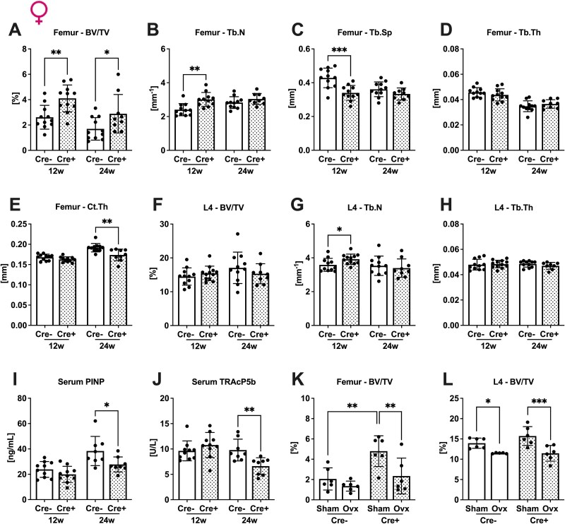 Bone phenotype in male and female mice after knockdown of transferrin receptor 1 in osterix-expressing cells.