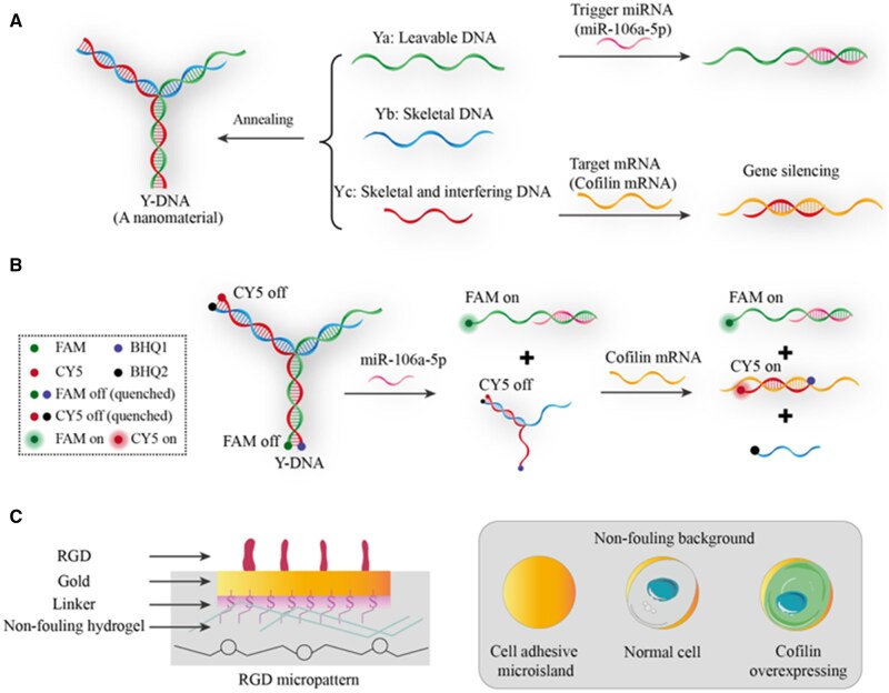 Y-shaped DNA as a dynamic self-assembly nanomaterial for phenotype-specific regulation of stem cell differentiation on the gene level.