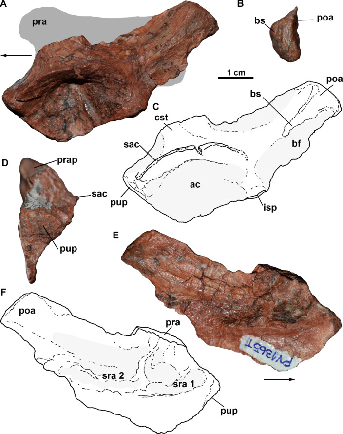 Continuous presence of dinosauromorphs in South America throughout the Middle to the Late Triassic.