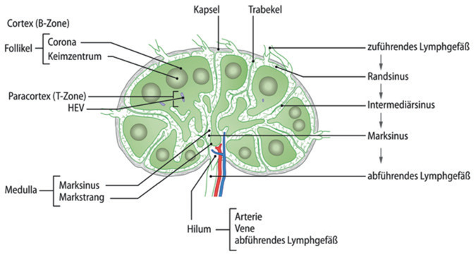 [Anatomy and physiology of the lymph system : What clinicians should know].