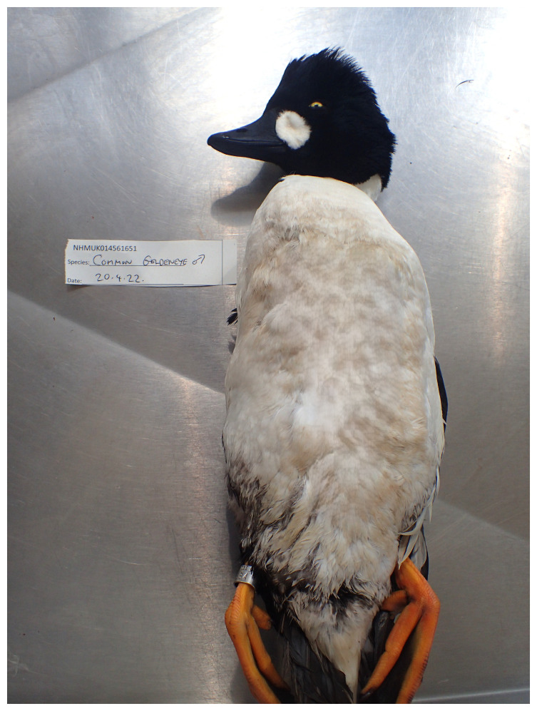 The genome sequence of the Common Goldeneye, <i>Bucephala clangula</i> (Linnaeus, 1758).