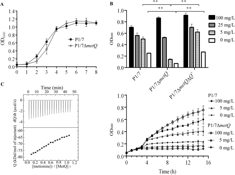 Identification of the methionine transporter MetQ in Streptococcus suis and its contribution to virulence and biofilm formation.