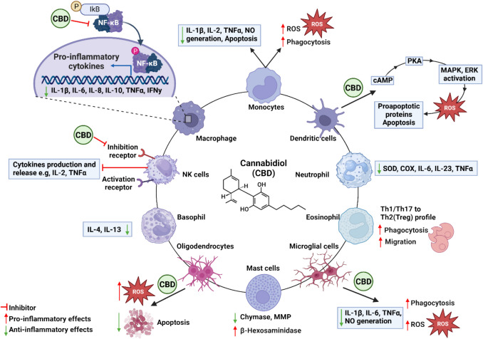Cannabidiol as an immune modulator: A comprehensive review.