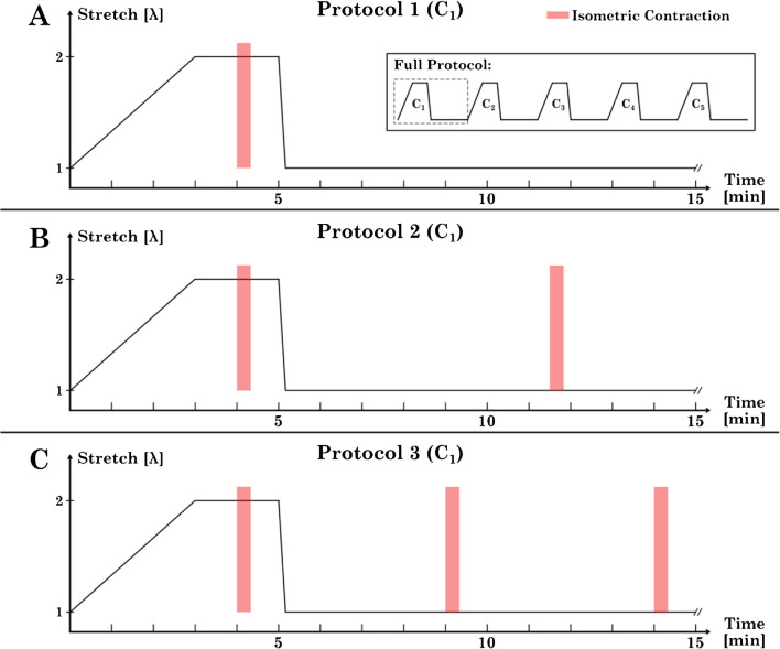 Reproducibility of smooth muscle mechanical properties in consecutive stretch and activation protocols.