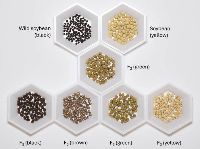 Phenotypic characteristics of interspecific hybrids between wild and cultivated soybean with and without insect-protected biotechnology traits.