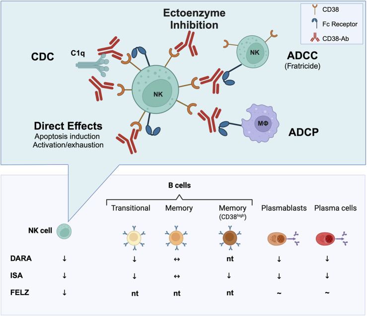 Targeting CD38 in Antibody-Mediated Rejection.