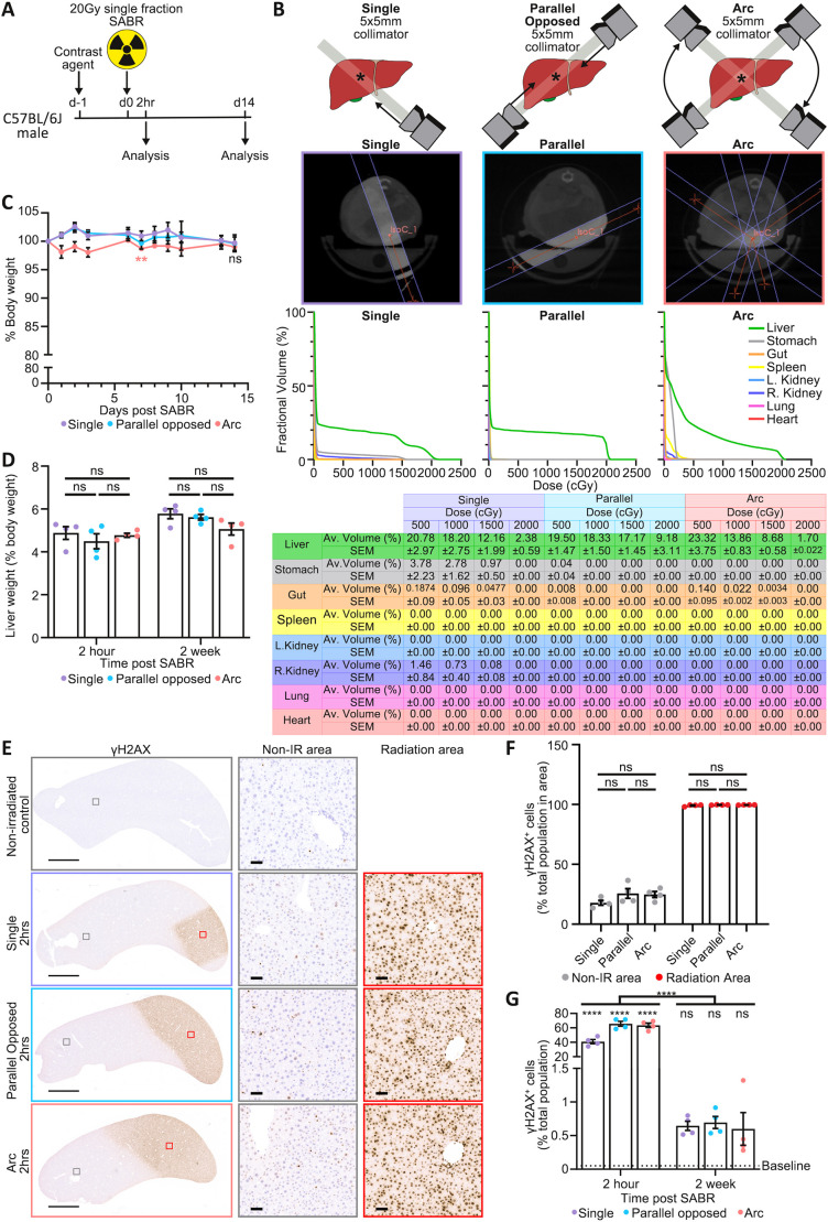 A precision image-guided model of stereotactic ablative radiotherapy for hepatocellular carcinoma.