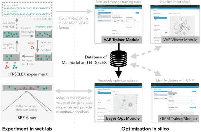 RaptGen-UI: an integrated platform for exploring and analyzing the sequence landscape of HT-SELEX experiments.
