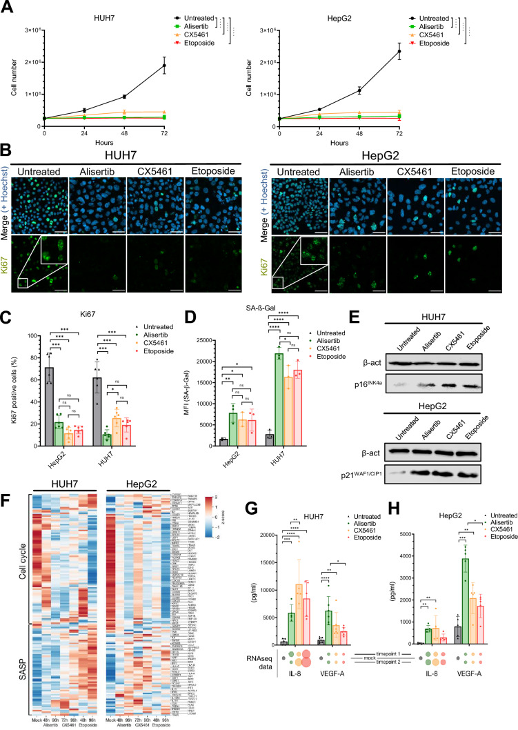 Actionable heterogeneity of hepatocellular carcinoma therapy-induced senescence.