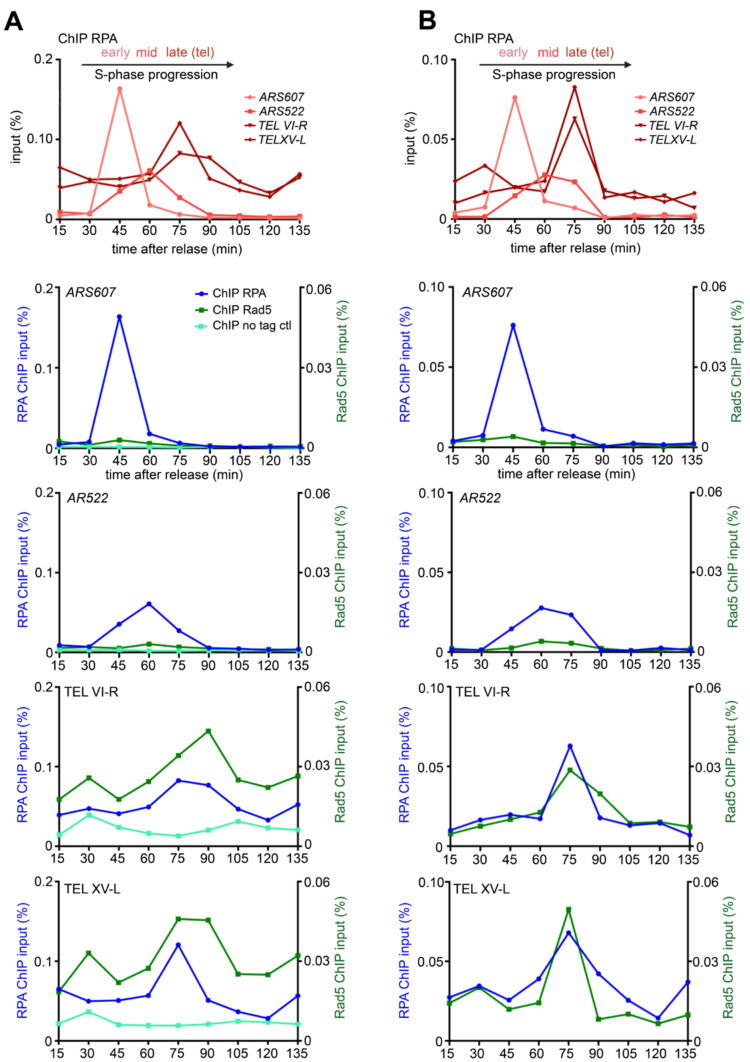 The DNA damage tolerance factor Rad5 and telomere replication.