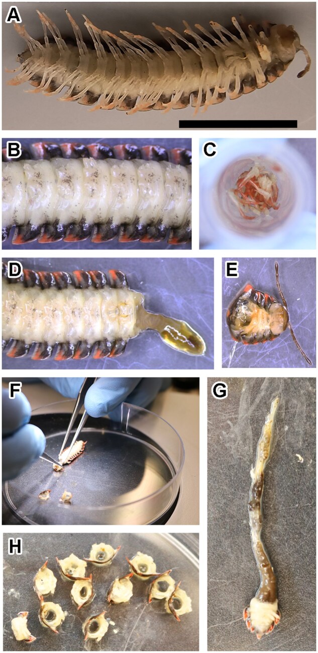 Tissue-specific DNA isolation from dissected millipedes for nanopore sequencing.