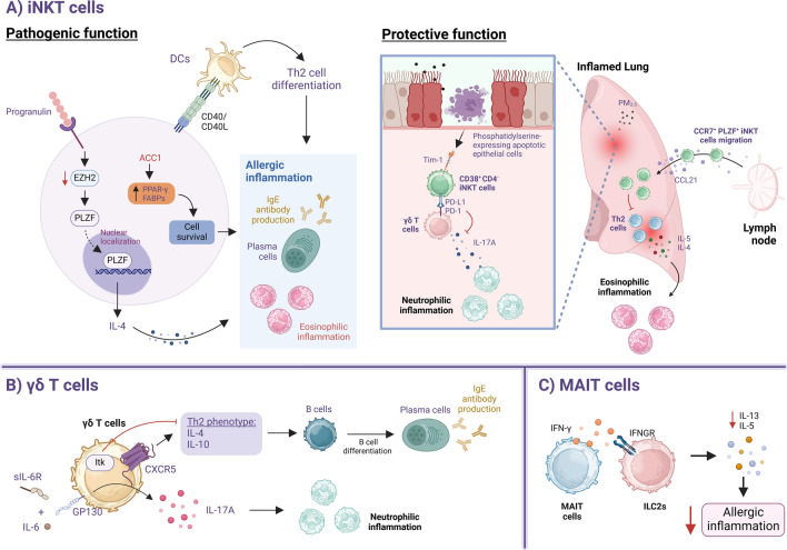 Decoding innate lymphoid cells and innate-like lymphocytes in asthma: pathways to mechanisms and therapies.