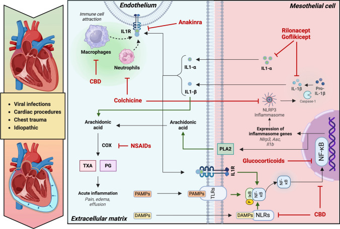 Current Drug Treatment for Acute and Recurrent Pericarditis.