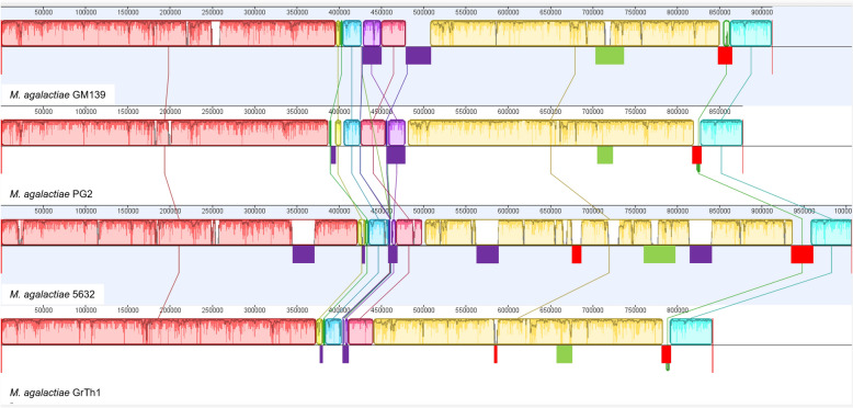 Comparative genomic analysis of Mycoplasma agalactiae strain GM139 highlights unique surface architecture and pathogenic determinants.