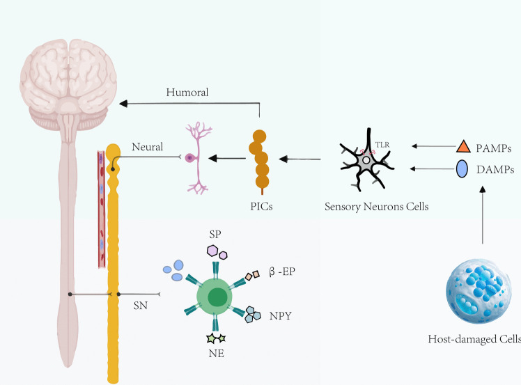 Neural influences in colorectal cancer progression and therapeutic strategies.