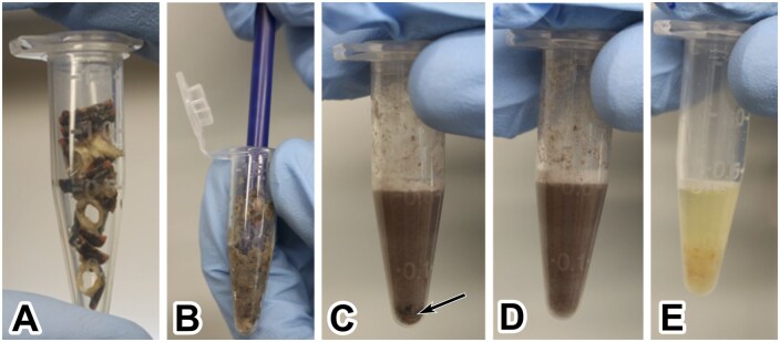 Tissue-specific DNA isolation from dissected millipedes for nanopore sequencing.