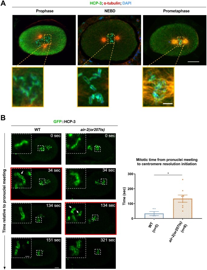 Aurora B/AIR-2 regulates sister centromere resolution and CENP-A/HCP-3 organization to prevent merotelic attachments.