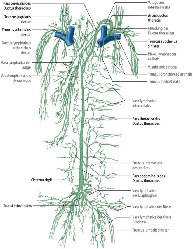 [Anatomy and physiology of the lymph system : What clinicians should know].