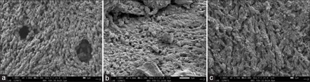 Influence of L-arginine on hydroxyapatite-based ovine bone graft - An <i>in vitro</i> evaluation of surface characteristics and cell viability.