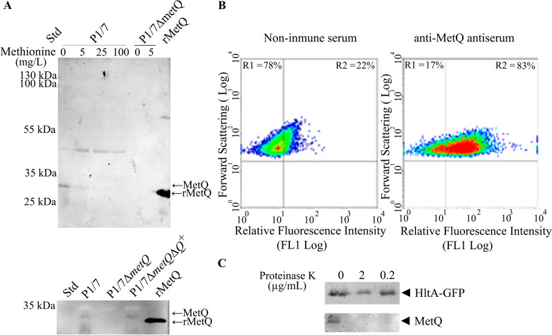 Identification of the methionine transporter MetQ in Streptococcus suis and its contribution to virulence and biofilm formation.