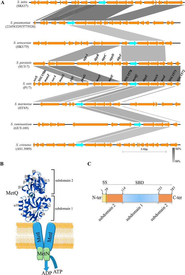 Identification of the methionine transporter MetQ in Streptococcus suis and its contribution to virulence and biofilm formation.