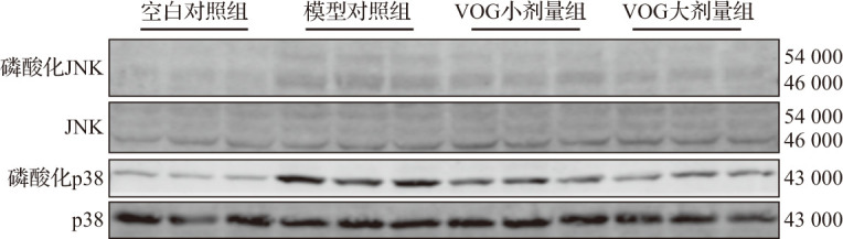 [Vitexin-4 ″-<i>O</i>-glucoside alleviates acetaminophen-induced acute liver injury].
