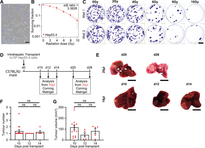 A precision image-guided model of stereotactic ablative radiotherapy for hepatocellular carcinoma.