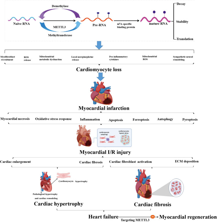 METTL3-mediated m⁶A methylation in cardiac diseases: pathogenic roles and therapeutic potential.