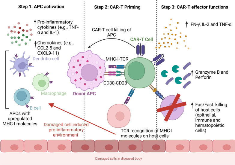 Addressing graft-versus-host disease in allogeneic cell-based immunotherapy for cancer.