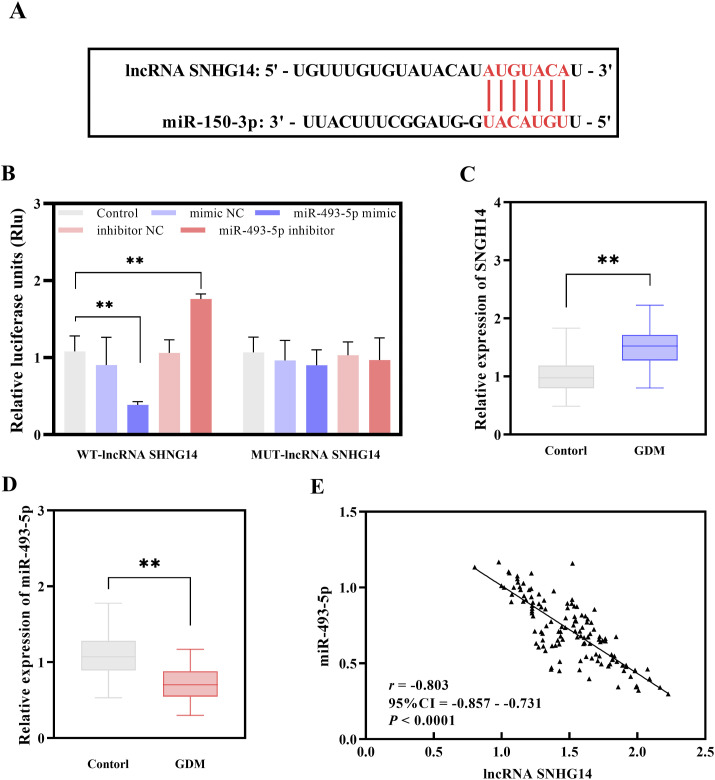 Early diagnosis value of lncRNA SNHG14 combined with miR-493-5p in gestational diabetes mellitus and its correlation with pregnancy outcome.
