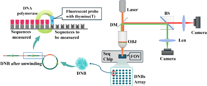 Power spectrum curve compensation method for image quality enhancement in high-throughput gene sequencing.