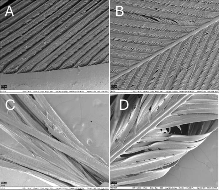 Comparative analysis of pre-treatment strategies and bacterial strain efficiency for improvement of feather hydrolysis.