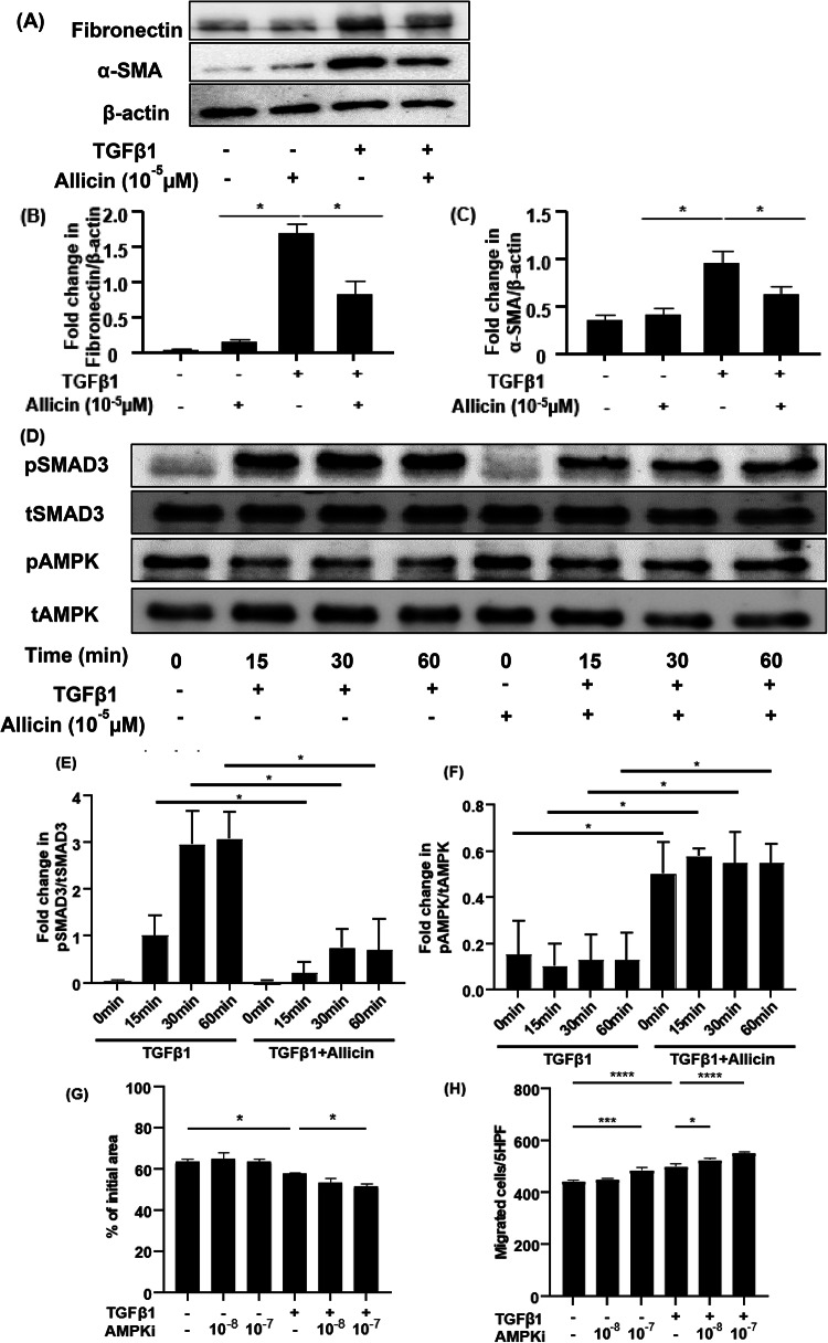 Allicin induced AMPK signaling attenuated Smad3 pathway mediated lung fibrosis.