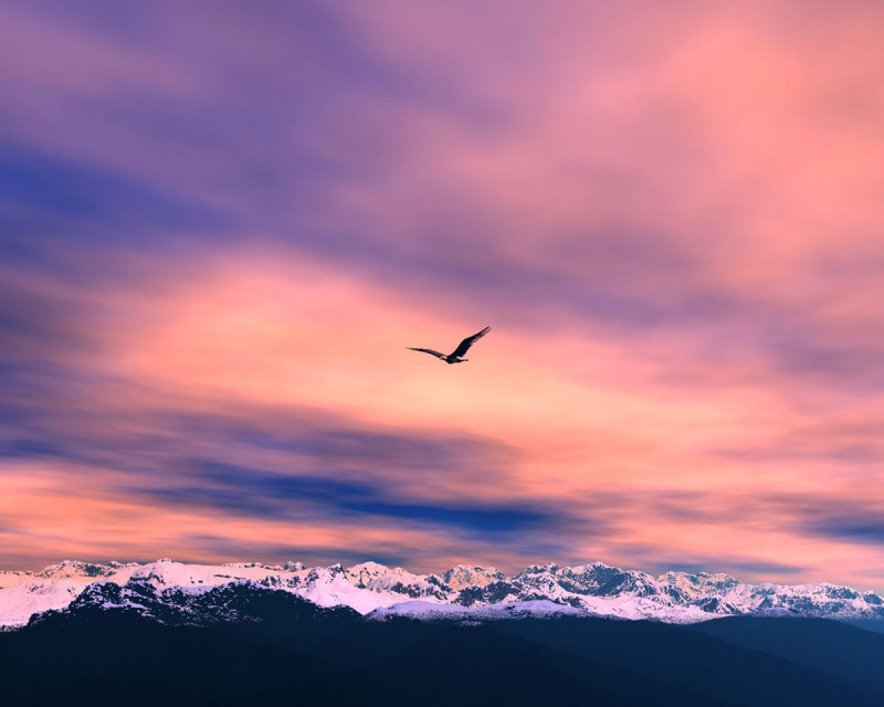 Birds in Flight.