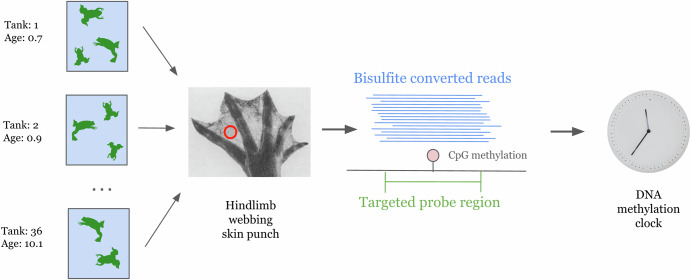An epigenetic clock for Xenopus tropicalis.