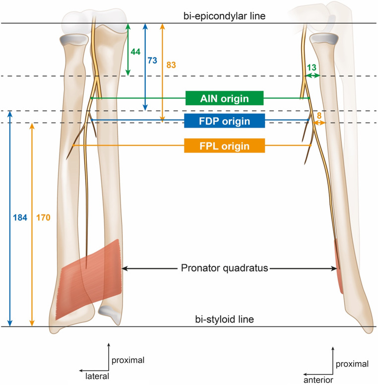 Risk of anterior interosseous nerve injury during forearm surgery: a cadaveric study.