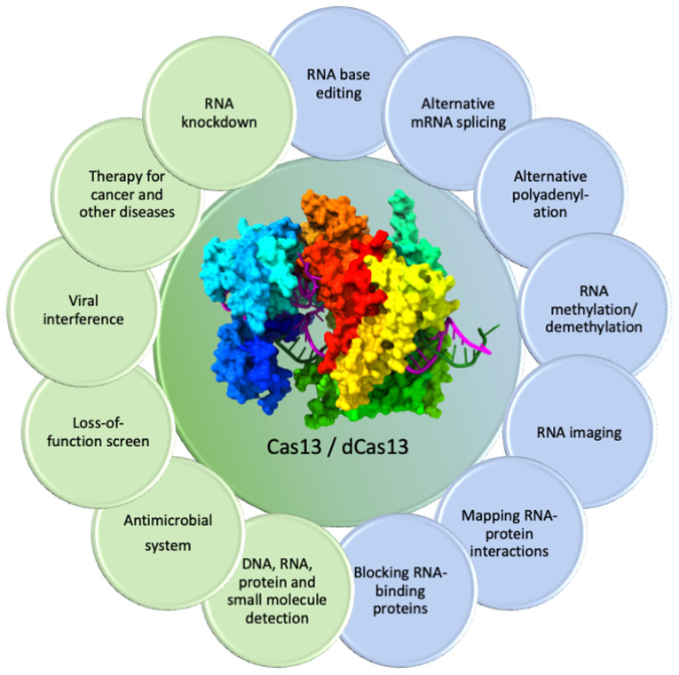 Current updates on the structural and functional aspects of the CRISPR/Cas13 system for RNA targeting and editing: A next‑generation tool for cancer management (Review).