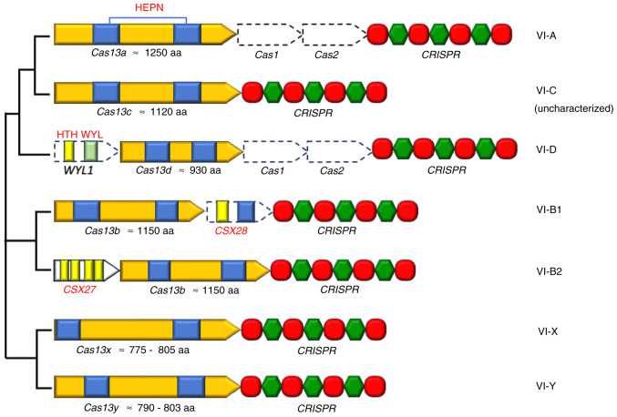 Current updates on the structural and functional aspects of the CRISPR/Cas13 system for RNA targeting and editing: A next‑generation tool for cancer management (Review).