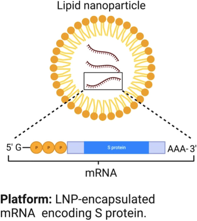 The role of mRNA vaccines in infectious diseases: a new era of immunization.