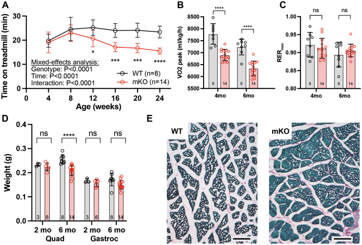 A murine model of Barth syndrome recapitulates human cardiac and skeletal muscle phenotypes.