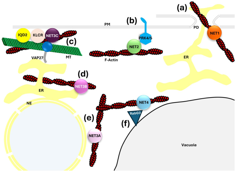 Plant NETWORKED and VAP27 Proteins Work in Complexes to Regulate Membrane-Based Functions.