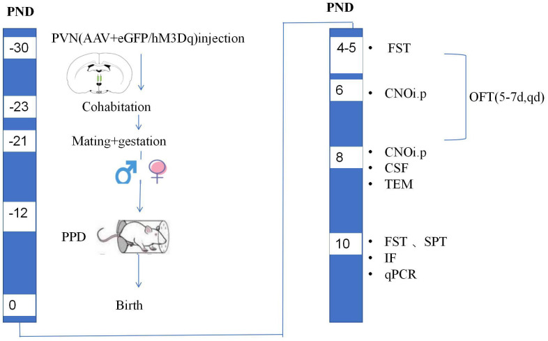 Activation of the Oxytocin System in the Hypothalamic Paraventricular Nucleus Improves Stress-Induced Postpartum Depression-Like Behavior in Rats.