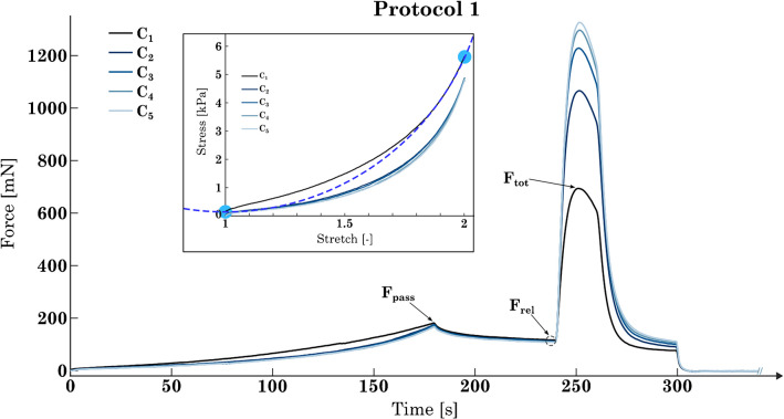 Reproducibility of smooth muscle mechanical properties in consecutive stretch and activation protocols.