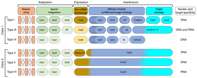 Current updates on the structural and functional aspects of the CRISPR/Cas13 system for RNA targeting and editing: A next‑generation tool for cancer management (Review).