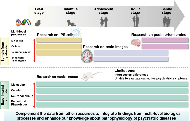 Unraveling the enigma of mental disorders: a genetics-first approach and the role of mouse models based on rare disease-susceptible genome variants.
